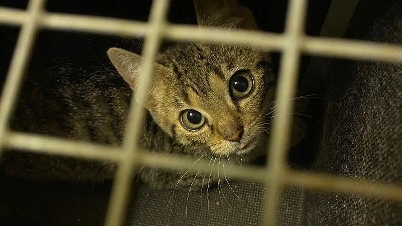 Katzenschutzbund Köln e.V