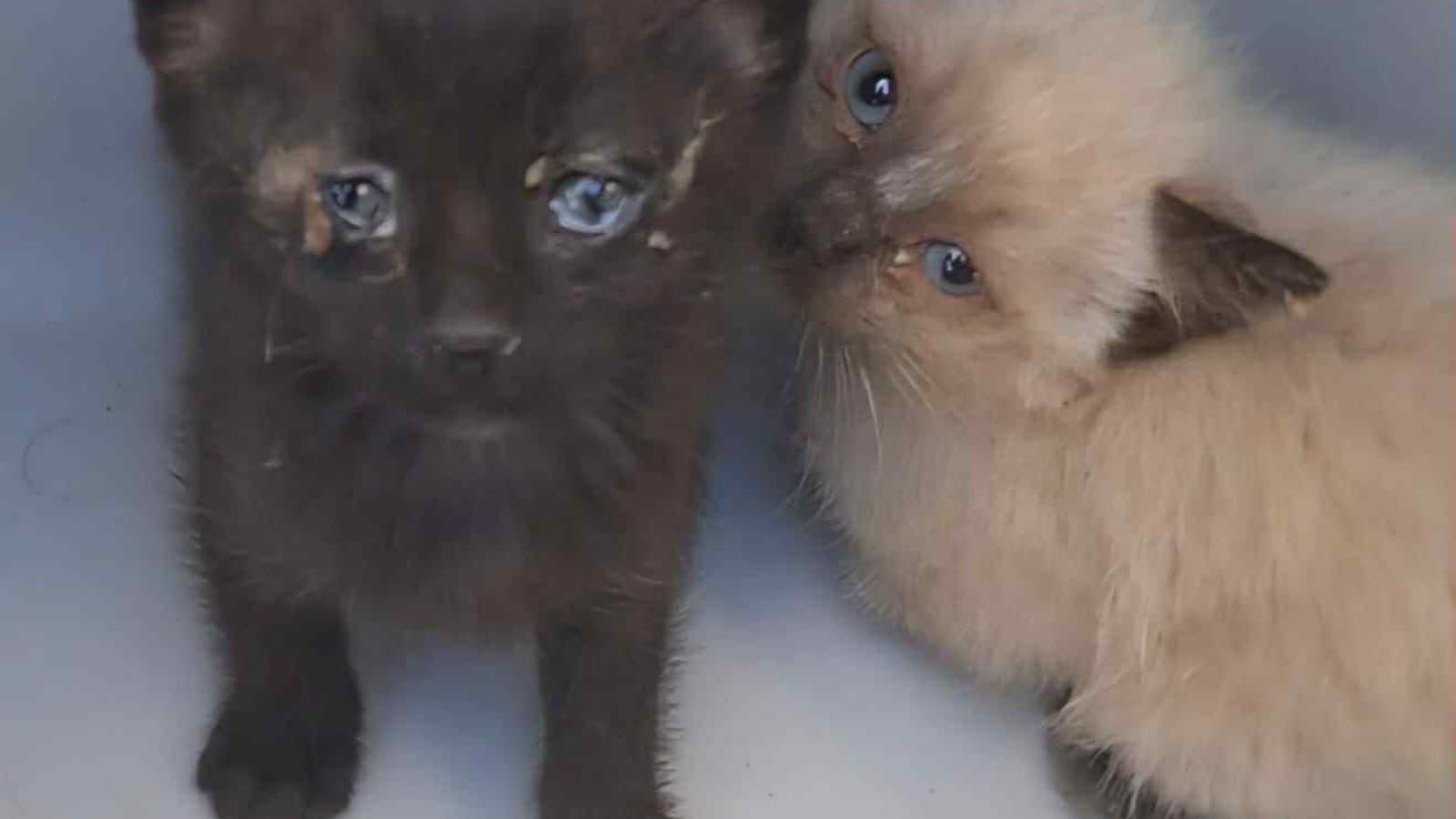 New Life 4 Spanish Animals e.V.