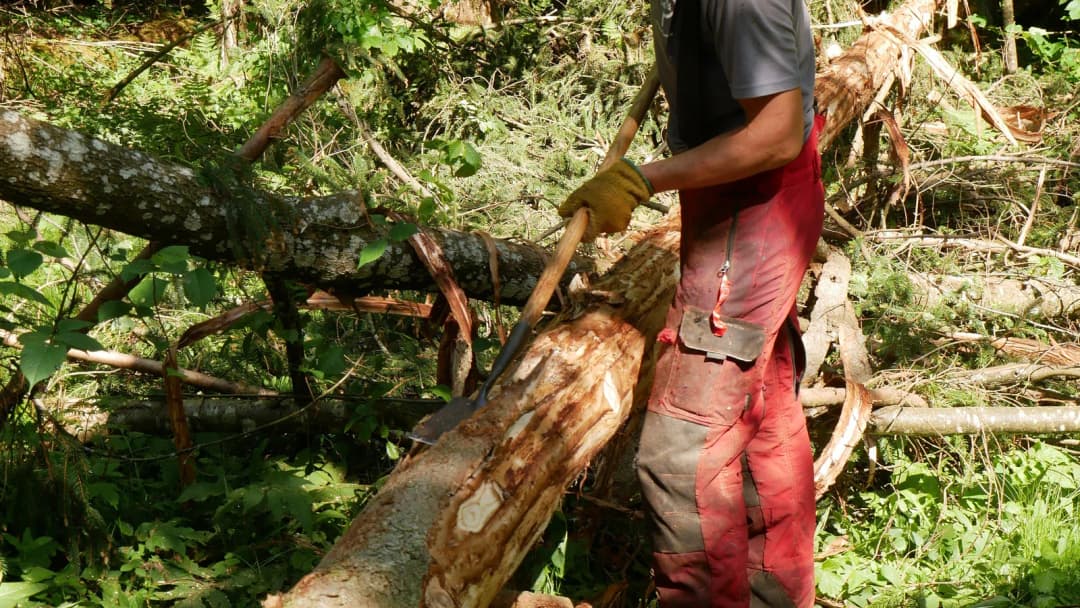 Transition Woods-actionPhoto (3)