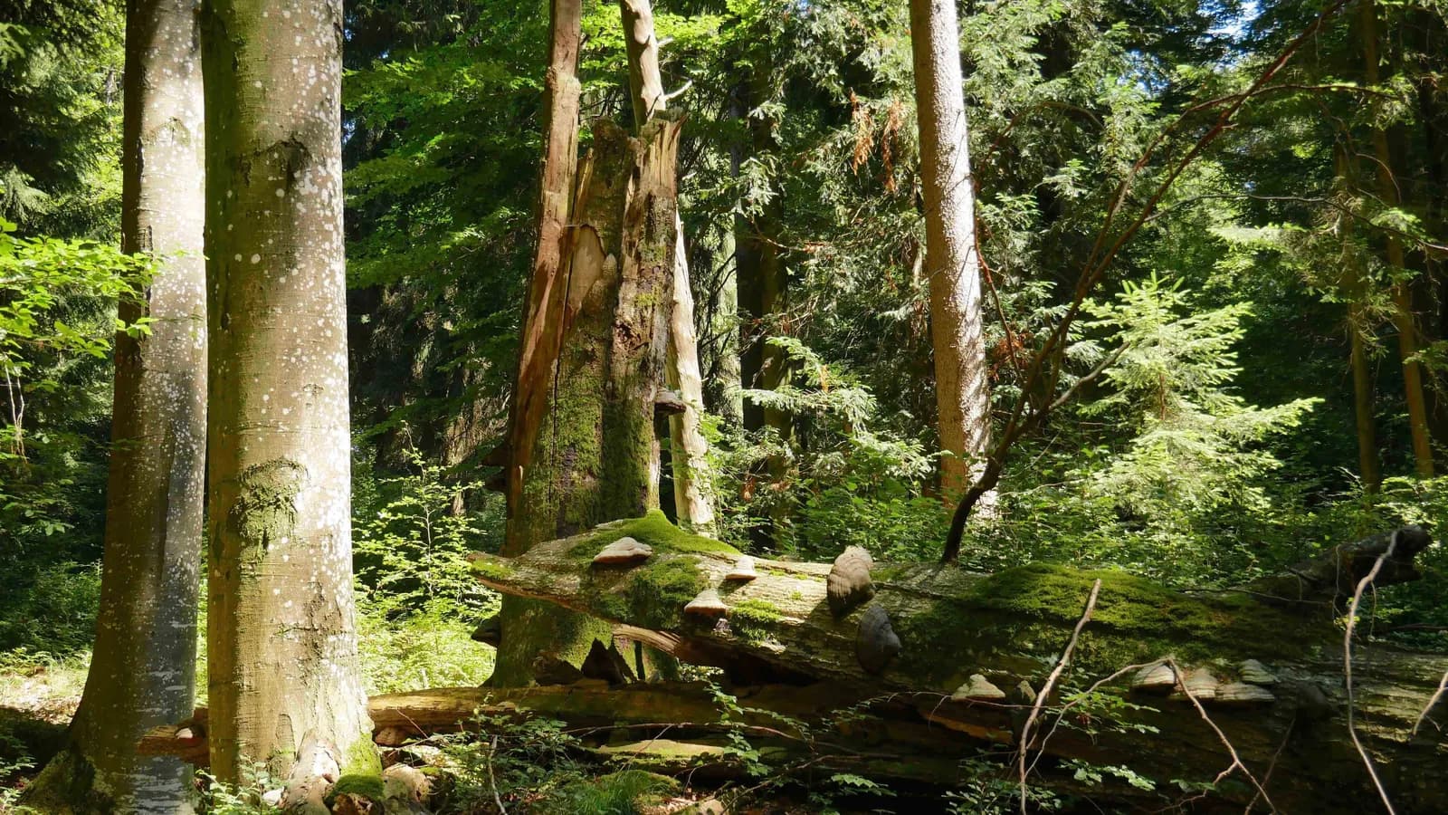 Transition Woods