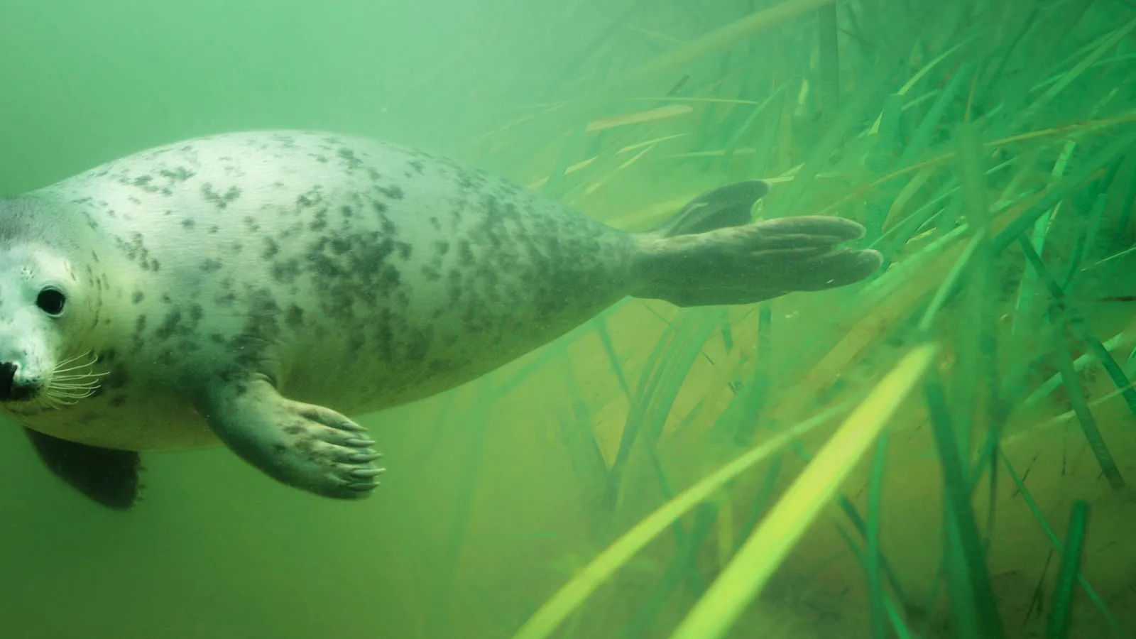 Baltic Sea Conservation Foundation
