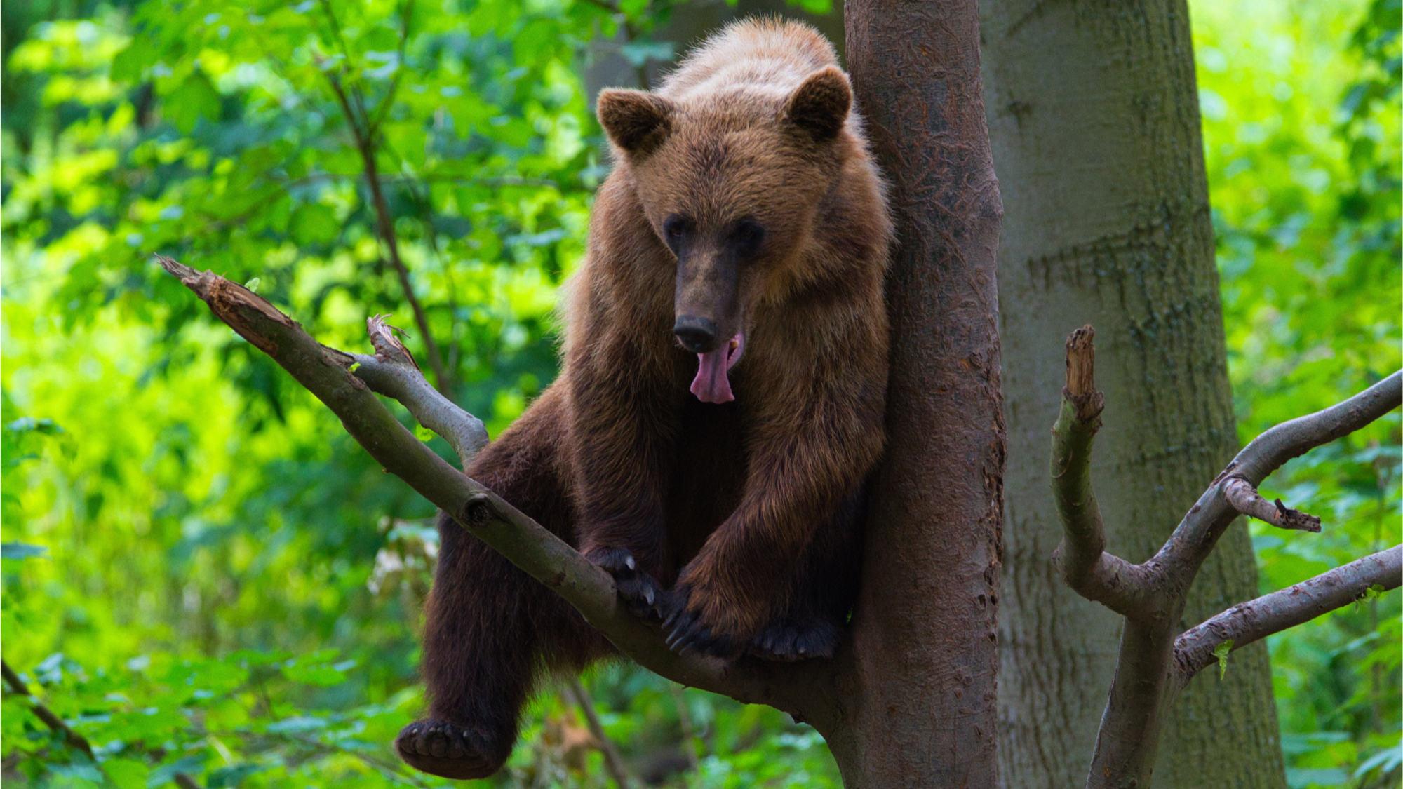 STIFTUNG für BÄREN - Wildtier- und Artenschutz