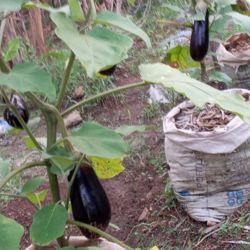 Gartenprojekt
