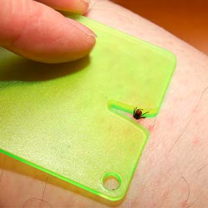 5 barrierearme Social-Media-Posts zur Zeckenprävention erstellen