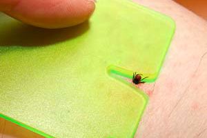 5 barrierearme Social-Media-Posts zur Zeckenprävention erstellen