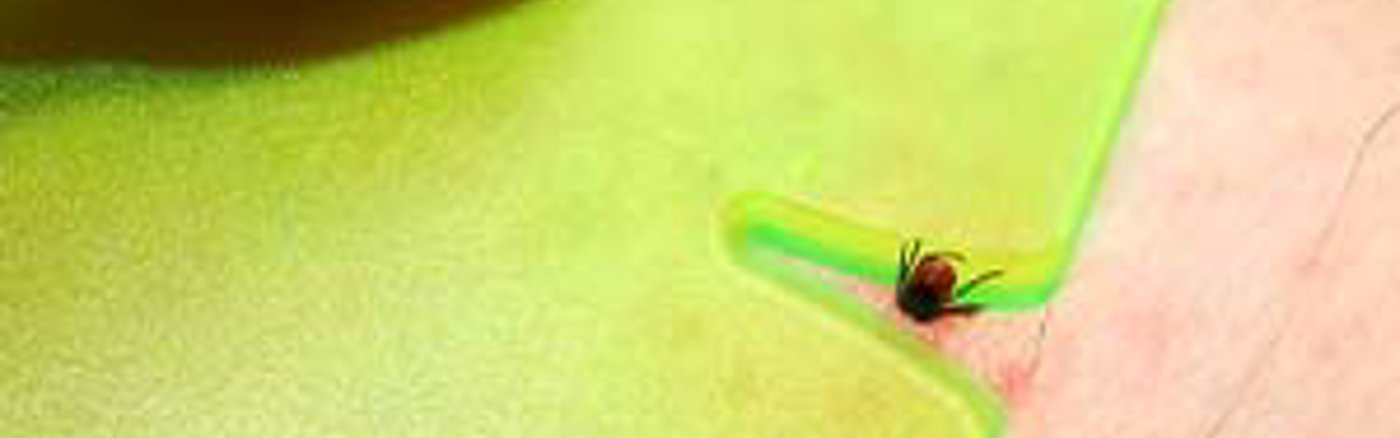 5 barrierearme Social-Media-Posts zur Zeckenprävention erstellen