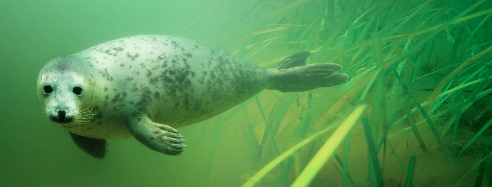 Baltic Sea Conservation Foundation-photo